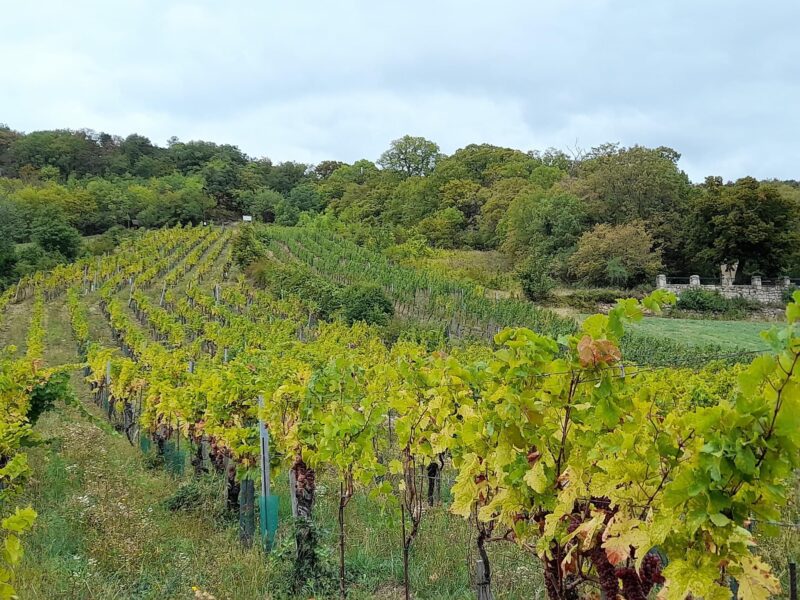 Weingarten Gumpoldskirchen