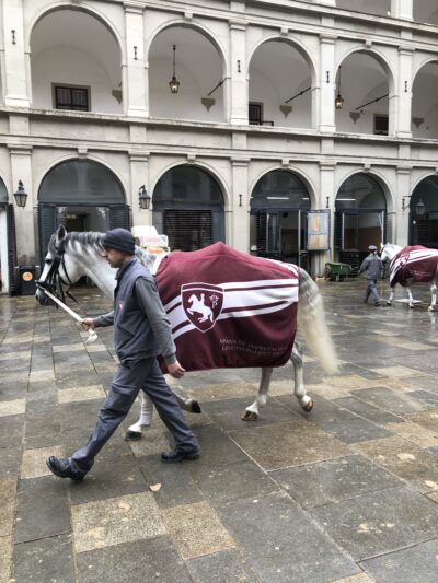 Lipizzaner am Weg zum Stall