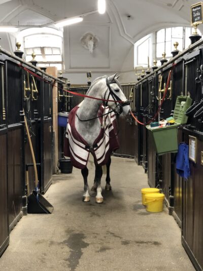 Pferd in Stallungen